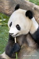 Giant Panda