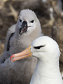 Black-Browed Albatross