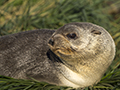 Fur Seal