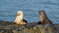 Fur Seal