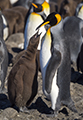 King Penguin