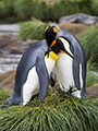 King Penguin