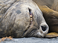 Southern Elephant Seal