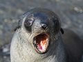 Fur Seal