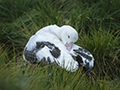 Wandering Albatross