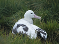 Wandering Albatross