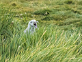 Giant Petrel