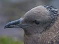 Skua (juvenile)