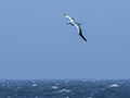 Wandering Albatross