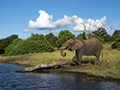 African Elephant