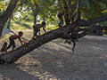 Bushman (San) Children Playing