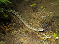 Puff Adder