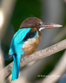 Micronesian Kingfisher