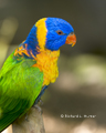 Red-Collared Lorikeet