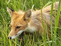 Red Fox