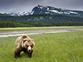 Coastal Brown Bear