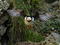 Horned Puffin