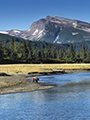 Coastal Brown Bear