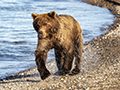 Coastal Brown Bear