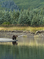 Coastal Brown Bear