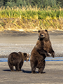 Coastal Brown Bear and Cub