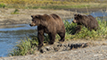 Coastal Brown Bear and Cub