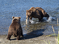 Coastal Brown Bear and Cub (fishing)