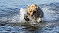 Fishing Coastal Brown Bear