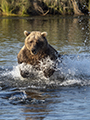 Fishing Coastal Brown Bear