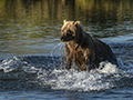 Fishing Coastal Brown Bear