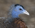 Malay Great Argus Pheasant