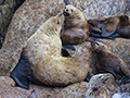 Steller Sea Lion