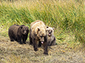 Coastal Brown Bear and Cubs