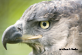 Crowned Eagle