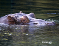 Hippopotamus