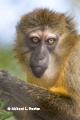 Golden-Bellied Mangabey