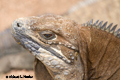 Anegada Ground Iguana