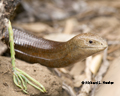 European Glass Lizard