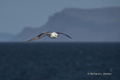 Northern Fulmar