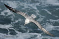 Northern Fulmar