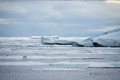 Polar Bear on the Sea Ice