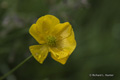 Sulphur Buttercup