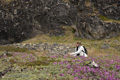 Field of Fireweed, Sisimiut, Greenland