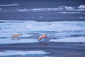 Polar Bear Leaping