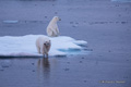 Polar Bears