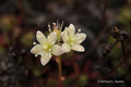 Three Toothed Saxifrage