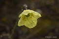 Arctic Poppy