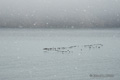 Flight of Geese, Devon Island