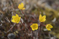 Spider Saxifrage