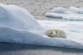 Sleeping Polar Bear